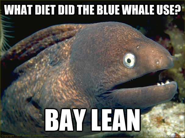 What diet did the Blue Whale Use? Bay Lean - What diet did the Blue Whale Use? Bay Lean  Bad Joke Eel