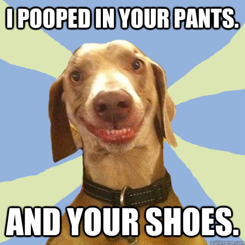 I pooped in your pants. and your shoes.  Disgusting Doggy