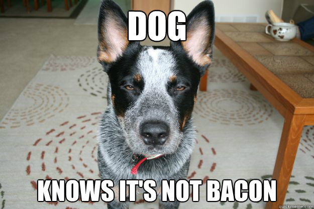 DOG knows it's not bacon  Unimpressed Roger