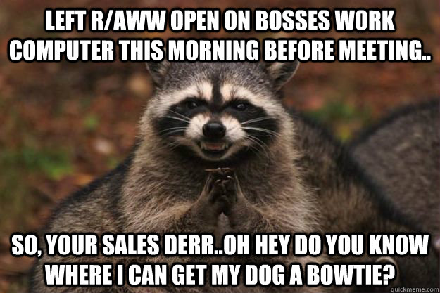 left r/aww open on bosses work computer this morning before meeting.. So, your sales derr..oh hey do you know where i can get my dog a bowtie?  Evil Plotting Raccoon