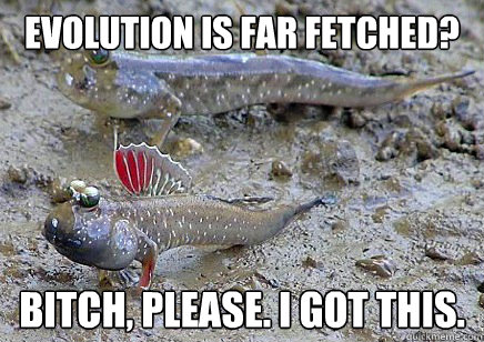 Evolution is far fetched? Bitch, please. I got this. - Evolution is far fetched? Bitch, please. I got this.  insolent mudskipper