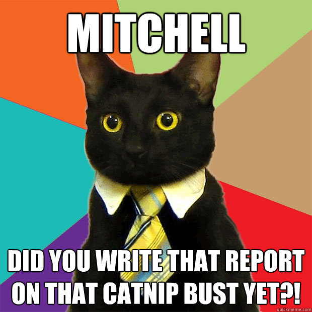 Mitchell Did you write that report on that catnip bust yet?!  Business Cat