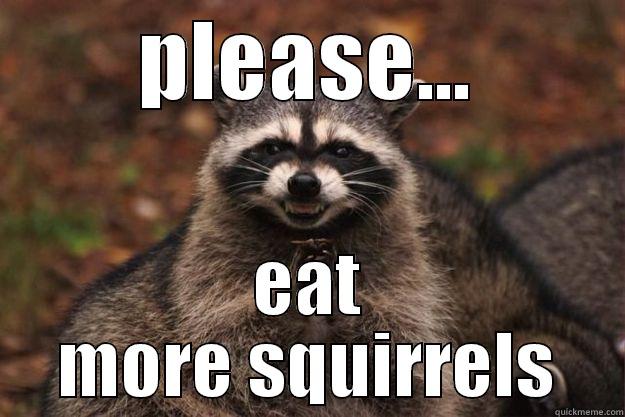 The Racoon - PLEASE... EAT MORE SQUIRRELS Evil Plotting Raccoon