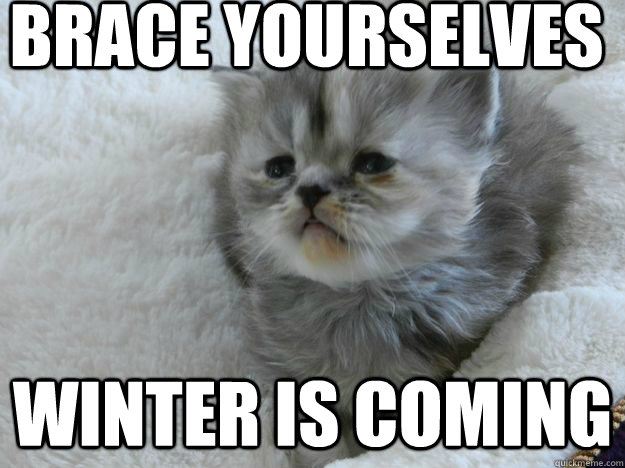 brace yourselves winter is coming - brace yourselves winter is coming  GOT cat