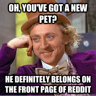 Oh, You've got a new pet? He definitely belongs on the front page of reddit  Condescending Wonka