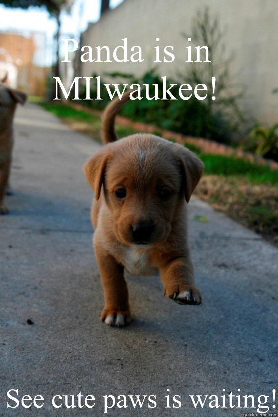Panda is in MIlwaukee! See cute paws is waiting!  