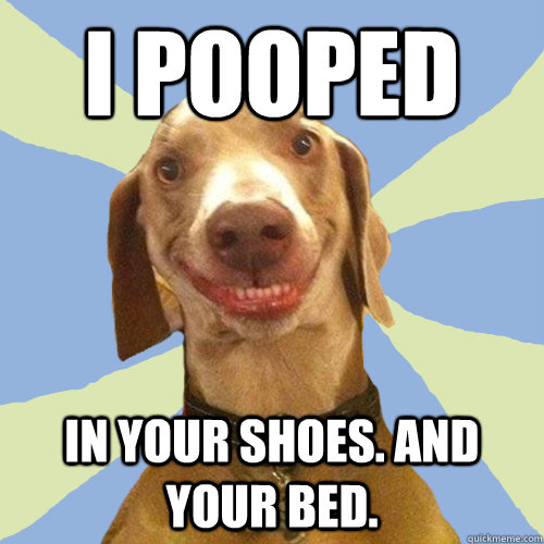 I pooped in your shoes. And your bed.  Disgusting Doggy