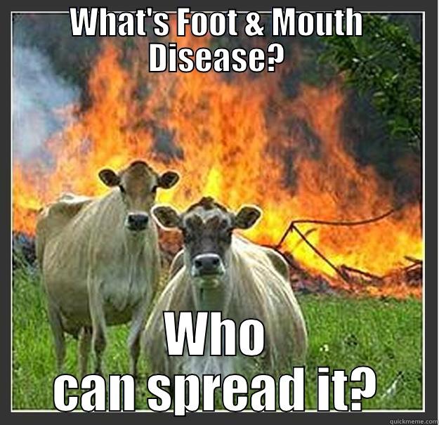 WHAT'S FOOT & MOUTH DISEASE? WHO CAN SPREAD IT? Evil cows