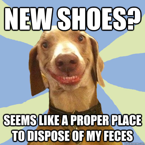 New Shoes? Seems like a proper place to dispose of my feces  Disgusting Doggy