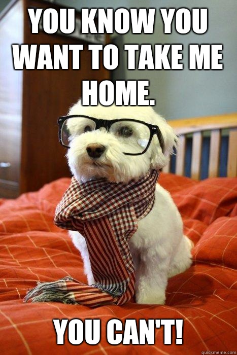 You know you want to take me home. You can't!  Hipster Dog