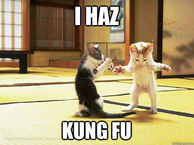 I haz kung fu - I haz kung fu  Cats with Contacts