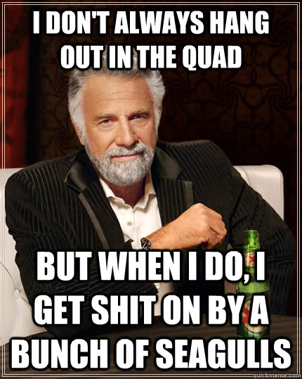 I don't always hang out in the quad But when I do, I get shit on by a bunch of seagulls  The Most Interesting Man In The World