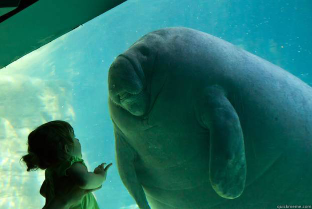 your invisible force field  only prolongs the inevitable  Overlord Manatee