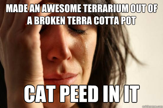 made an awesome terrarium out of a broken terra cotta pot cat peed in it  First World Problems