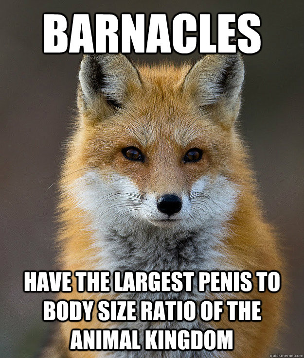 Barnacles Have the largest penis to body size ratio of the animal kingdom  Fun Fact Fox