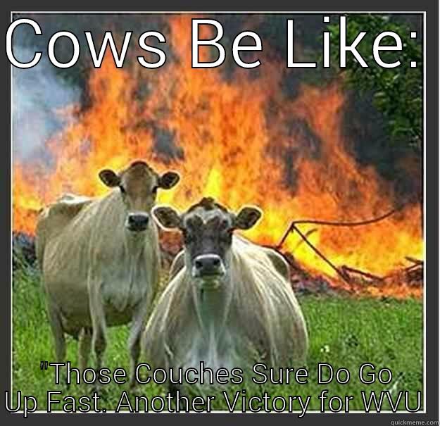 COWS BE LIKE:  