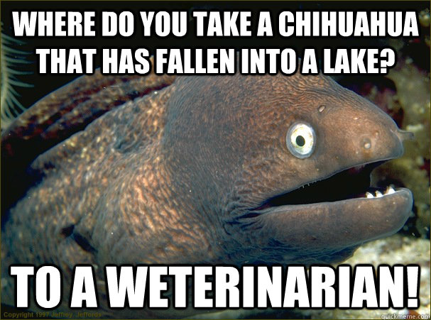 Where do you take a Chihuahua that has fallen into a lake?  To a weterinarian!  Bad Joke Eel