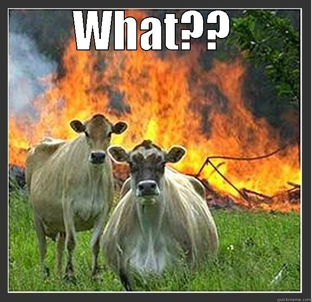 WHAT??  Evil cows