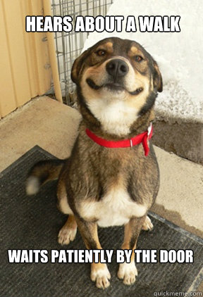 hears about a walk waits patiently by the door  Good Dog Greg