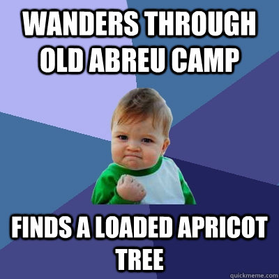 Wanders through Old Abreu camp Finds a loaded apricot tree  Success Kid