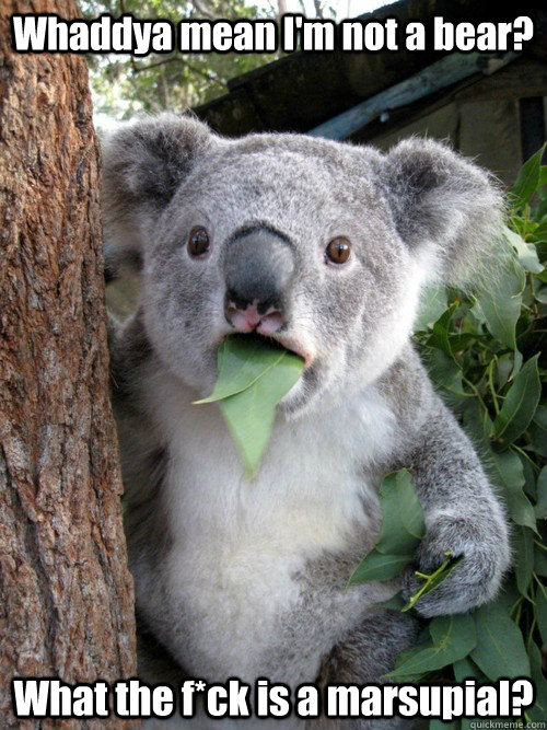 Whaddya mean I'm not a bear? What the f*ck is a marsupial?  koala bear