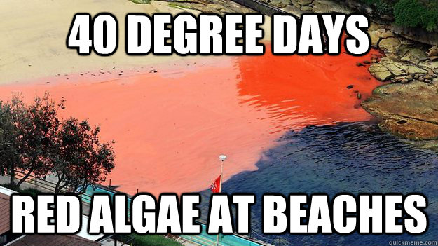 40 DEGREE DAYS RED ALGAE AT BEACHES - 40 DEGREE DAYS RED ALGAE AT BEACHES  Misc