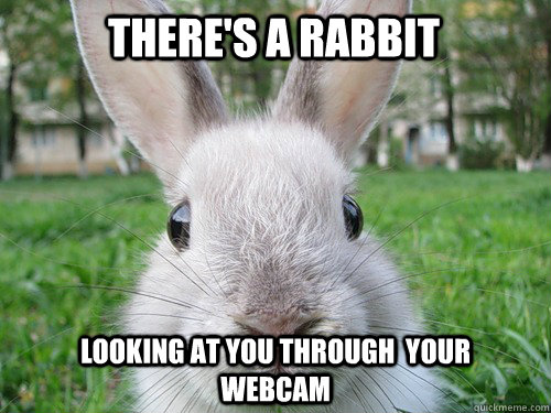 There's a rabbit Looking at you through  your webcam  