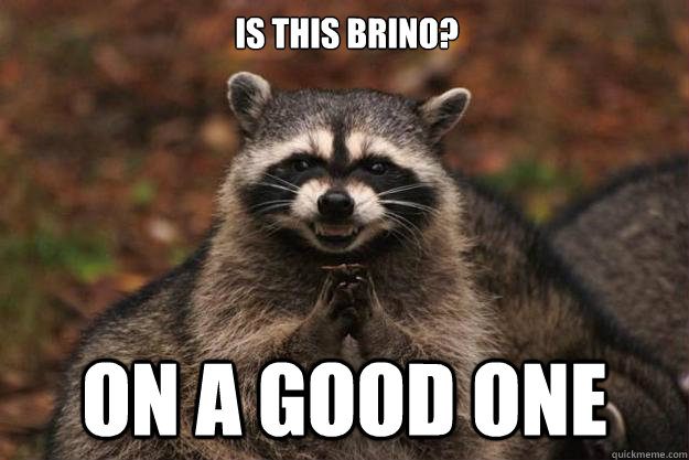 is this brino? on a good one  Evil Plotting Raccoon