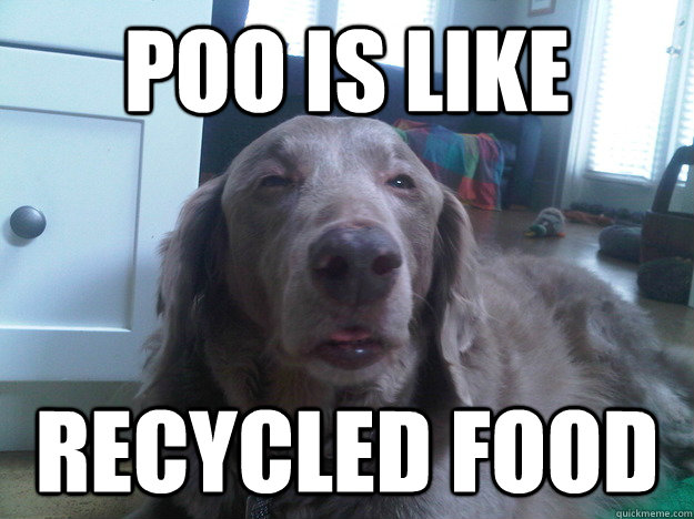 Poo is like recycled food  10 Dog