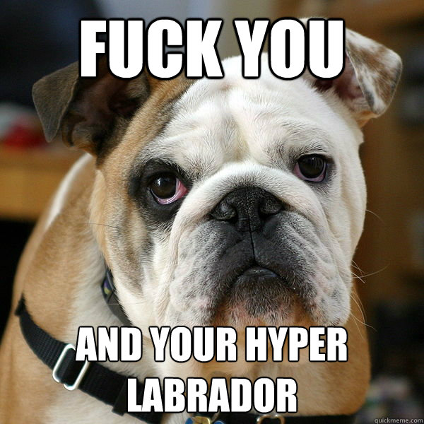 fuck you and your hyper labrador - fuck you and your hyper labrador  Unhappy Bulldog