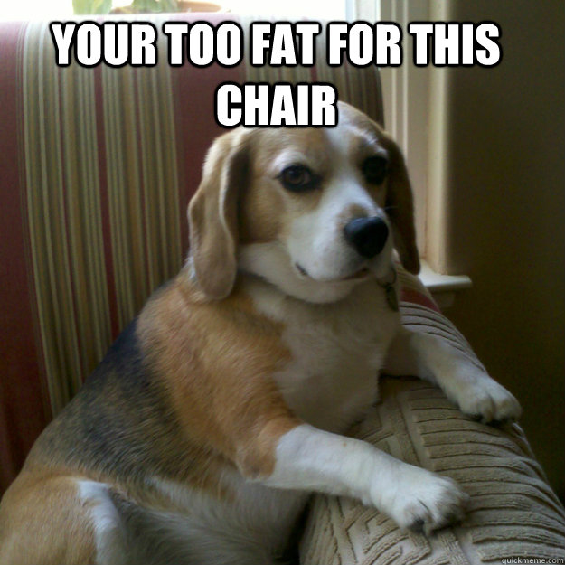 your too fat for this chair  - your too fat for this chair   judgmental dog