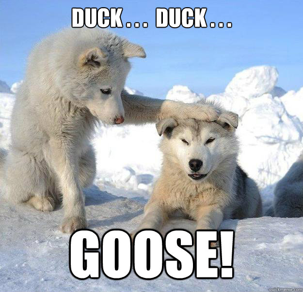 Duck . . .  Duck . . .
 GOOSE!  Caring Husky