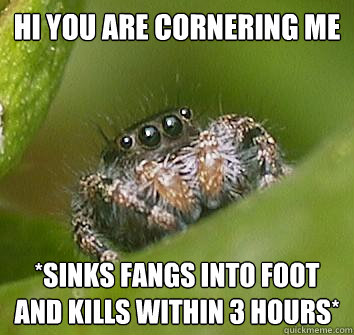 Hi you are cornering me *sinks fangs into foot and kills within 3 hours*  Misunderstood Spider