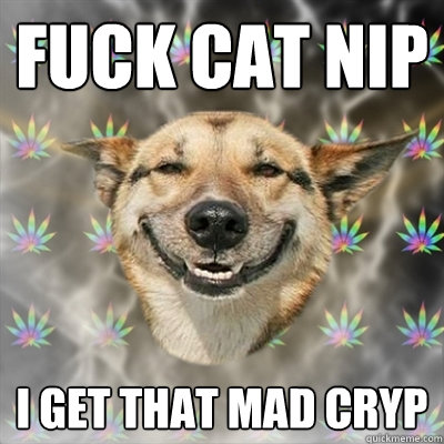 fuck cat nip i get that mad cryp   Stoner Dog