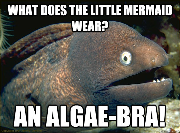 what does the little mermaid wear? an algae-bra! - what does the little mermaid wear? an algae-bra!  Bad Joke Eel