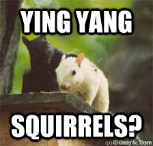 Ying Yang Squirrels?  cute squirrel ying yang