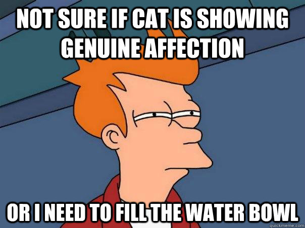 Not sure if cat is showing genuine affection or I need to fill the water bowl  Futurama Fry