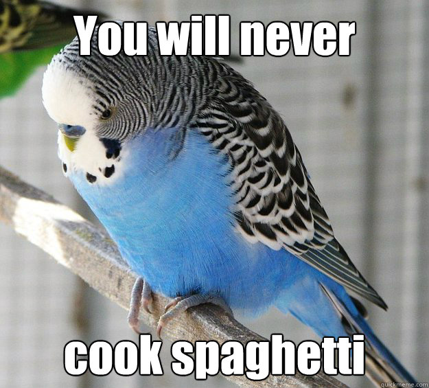 You will never cook spaghetti  sad budgie