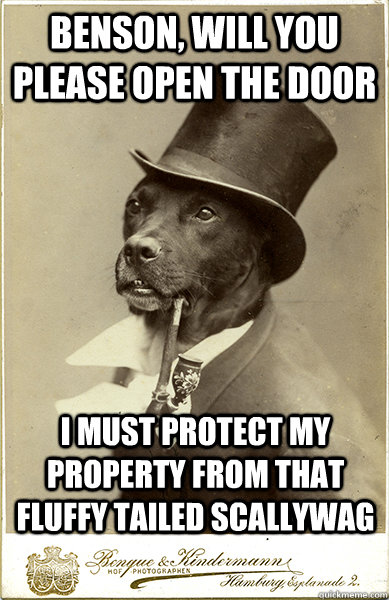 Benson, will you please open the door I must protect my property from that fluffy tailed scallywag  - Benson, will you please open the door I must protect my property from that fluffy tailed scallywag   Old Money Dog