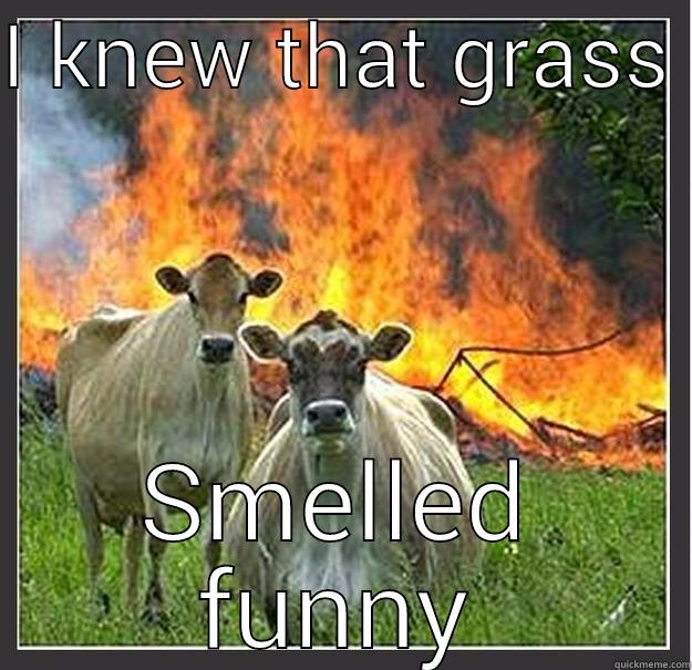 I KNEW THAT GRASS  SMELLED FUNNY Evil cows