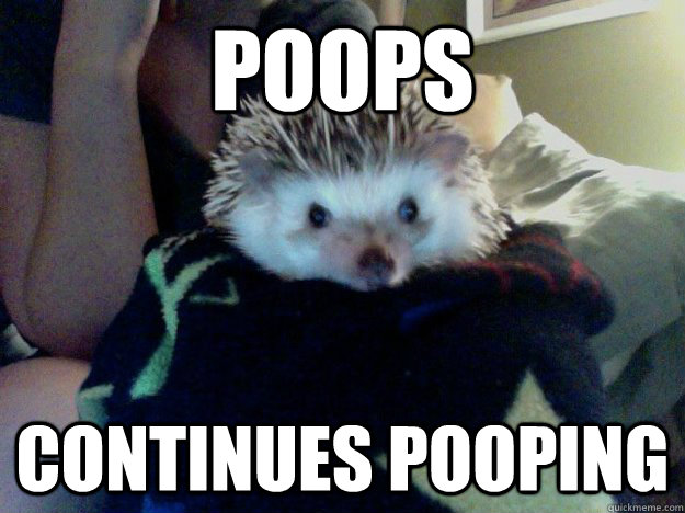 poops continues pooping  