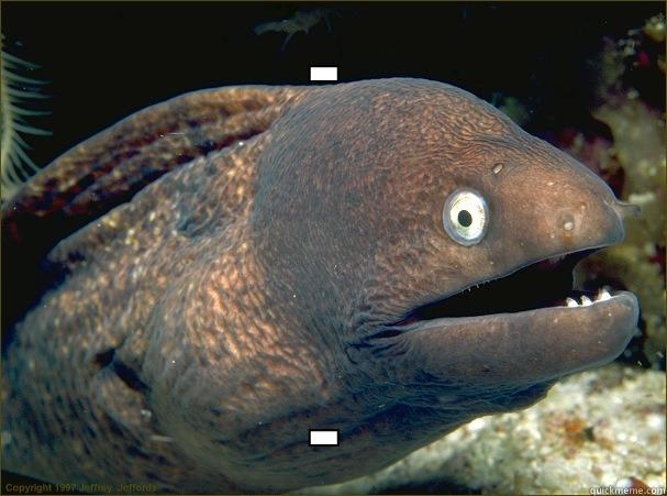 - - Bad Joke Eel