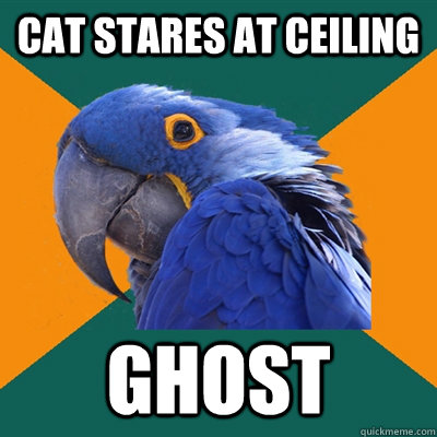 cat stares at ceiling ghost - cat stares at ceiling ghost  Paranoid Parrot