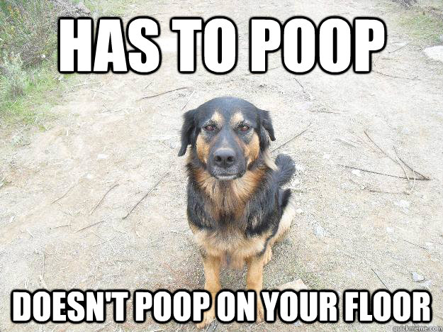 has to poop doesn't poop on your floor - has to poop doesn't poop on your floor  Good Guy Dog