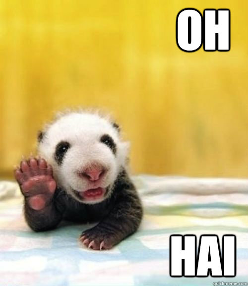 oh hai - oh hai  Panda Hai