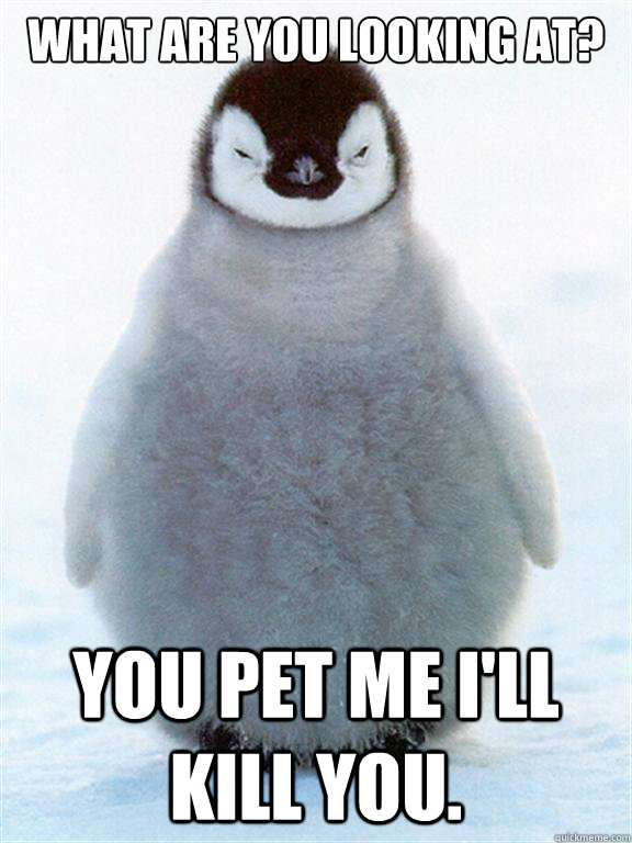 What are you looking at? You pet me i'll kill you. - What are you looking at? You pet me i'll kill you.  Annoyed Penguin