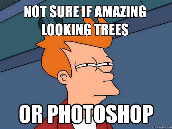 not sure if amazing looking trees or photoshop  Futurama Fry