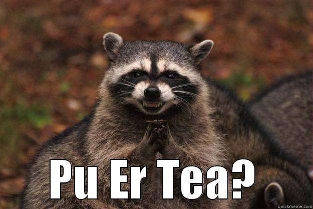   PU ER TEA? Evil Plotting Raccoon