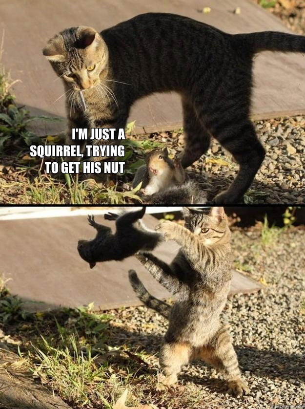 i'm just a squirrel, trying to get his nut   Annoying Squirrel