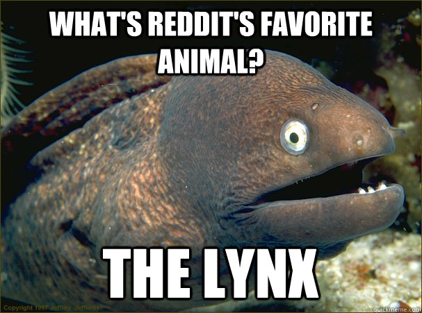 What's reddit's favorite animal? The lynx - What's reddit's favorite animal? The lynx  Bad Joke Eel